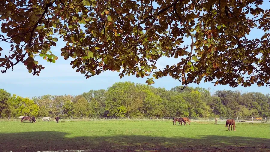 Herbstspaziergang, Solitude